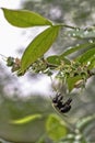 Bee on blueberry blossom - vertical Royalty Free Stock Photo