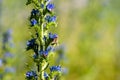 Bee on blueweed flower