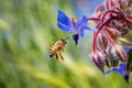 Bee on borage flower