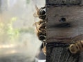 Bee Box and bees Royalty Free Stock Photo