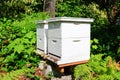 Bee boxes for beekeepers Royalty Free Stock Photo