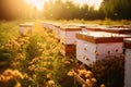 Bee boxes in the garden. Apiary in the Sun. Generative AI Royalty Free Stock Photo