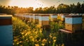 Bee boxes in the garden. Apiary in the Sun. Generative AI Royalty Free Stock Photo
