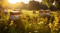 Bee boxes in the garden. Apiary in the Sun. Generative AI Royalty Free Stock Photo