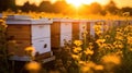 Bee boxes in the garden. Apiary in the Sun. Generative AI Royalty Free Stock Photo