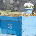 Bee boxes with honey bees, pollination concept, agriculture