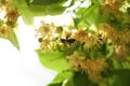 Bee on branch of linden tree with fresh young green leaves and blossom, closeup. Spring season Royalty Free Stock Photo