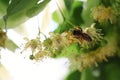 Bee on branch of linden tree with young green leaves and blossom outdoors, closeup. Spring season Royalty Free Stock Photo