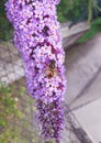 The bee on the branch pink flower on the Buddleia davidii commonly The butterfly bush in the summer. Macro photography Royalty Free Stock Photo