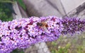 The bee on the branch pink flower on the Buddleia davidii commonly The butterfly bush in the summer. Macro photography Royalty Free Stock Photo