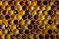 Bee bread. Honeycomb with pollen. Beekeeping products. Apitherapy. Royalty Free Stock Photo