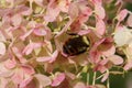 Bumblebee Nestled In Hydrangea Flowers Royalty Free Stock Photo