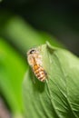 Bee on a bright green leaf Royalty Free Stock Photo