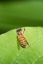 Bee on a bright green leaf Royalty Free Stock Photo