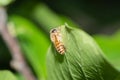 Bee on a bright green leaf Royalty Free Stock Photo