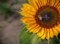 Bee on a bright sunflower Royalty Free Stock Photo