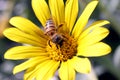 Bee on Bright Yellow Flower Royalty Free Stock Photo