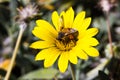 Bee on Bright Yellow Flower Royalty Free Stock Photo