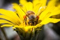 Bee on Bright Yellow Flower Royalty Free Stock Photo