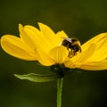 Bee on bright yellow flower Royalty Free Stock Photo