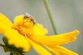 Bee on bright yellow flower drining nectar