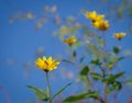 Bee on bright yellow flower of false sunflower Royalty Free Stock Photo