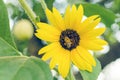 Bee on a bright yellow flower of a sunflower in the garden Royalty Free Stock Photo