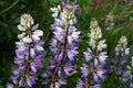 The Bee and the Broadleaf Lupine