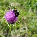 Bee in bubble