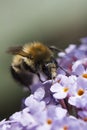 Bee on Buddleia davidii Royalty Free Stock Photo