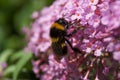 bee on buddleia flower Royalty Free Stock Photo