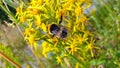 Bee bumble bee pollinates flowers on a summer field and meadow nature nectar wild life background