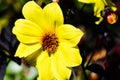 Bee/Bumblebee feeding on pollen from bright yellow daisy/ sunflower. Royalty Free Stock Photo