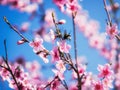 bee bumblebee flies up to the spring blossoming pink flowers of fruit tree branches