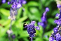 A bee on Bumblebee lavender in the Butchart Garden Royalty Free Stock Photo