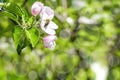 Bee bumblebee picking nectar on flower of apple,cherry, apricot tree in garden.nature landscape Royalty Free Stock Photo