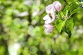 Bee bumblebee picking nectar on flower of apple,cherry, apricot tree in garden.nature landscape Royalty Free Stock Photo