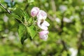 Bee bumblebee picking nectar on flower of apple,cherry, apricot tree in garden.nature landscape Royalty Free Stock Photo