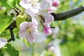 Bee bumblebee picking nectar on white pink flower of apple, cherry, apricot tree in green garden.macro nature landscape Royalty Free Stock Photo