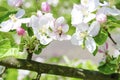 Bee bumblebee picking nectar on white pink flower of apple, cherry, apricot tree in green garden.macro nature landscape banner in Royalty Free Stock Photo