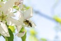 Bee bumblebee picking nectar on white pink flower of apple, cherry, apricot tree in green garden.macro nature landscape banner in Royalty Free Stock Photo