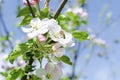 Bee bumblebee picking nectar on white pink flower of apple, cherry, apricot tree in green garden.macro nature landscape Royalty Free Stock Photo