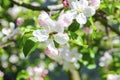 Bee bumblebee picking nectar on white pink flower of apple, cherry, apricot tree in green garden.macro nature landscape Royalty Free Stock Photo