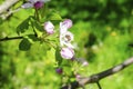 Bee bumblebee picking nectar on white pink flower of apple, cherry, apricot tree in green garden.macro nature landscape Royalty Free Stock Photo