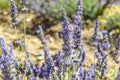 Bee bumblebee pollinates lavender flowers Royalty Free Stock Photo