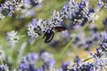 Bee bumblebee pollinates lavender flowers Royalty Free Stock Photo