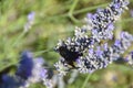 Bee bumblebee pollinates lavender flowers Royalty Free Stock Photo