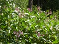 Bee bums flower with pink blossom in the forest