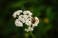 Bee on bunch of white tiny flowers on dark green background Royalty Free Stock Photo