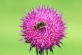 Bee on burdock flower close up Royalty Free Stock Photo